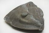 Wide, Enrolled Isotelus Trilobite - Mt Orab, Ohio #216686-3